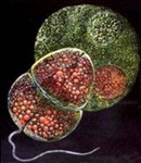 Glenodinium sanguineum