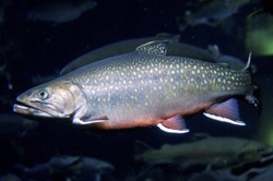 Salmerino
