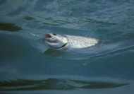 Trota iridea